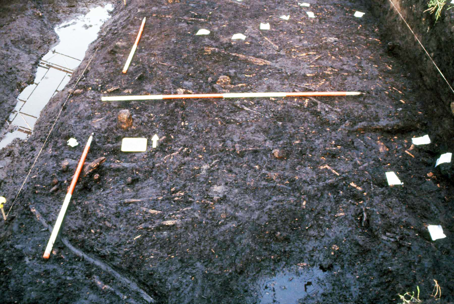 A photo of a very muddy archaeological trench, showing plant debris.