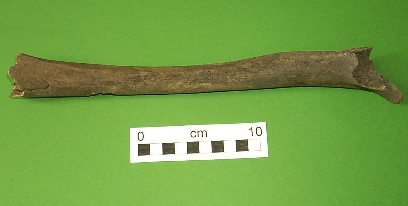 A photo of a fragment of bone approximately 40 centimetres long, broken at both ends.